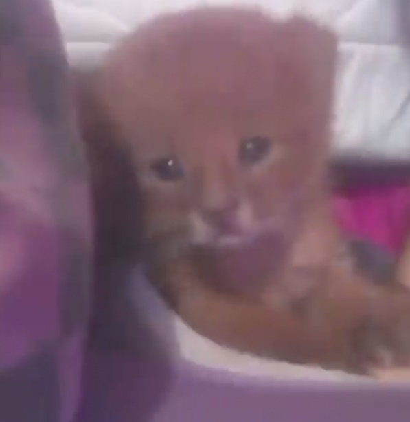 小奶猫是美洲狮，主人后知后觉
