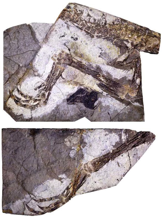 河北发现1.2亿年前恐龙新物种：吃肉 迅猛 大小如公鸡
