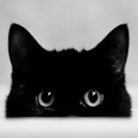 云养猫
