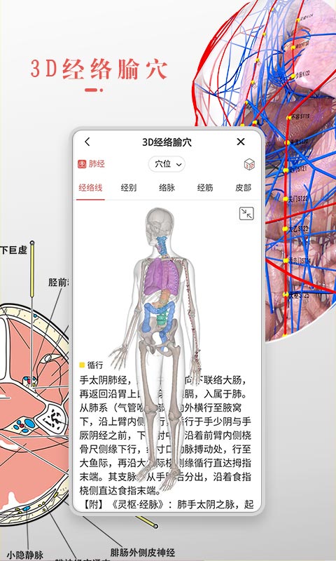 3dbody人体解剖学