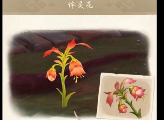 原神悼灵花刷新机制是怎么样的 悼灵花刷新机制规则介绍